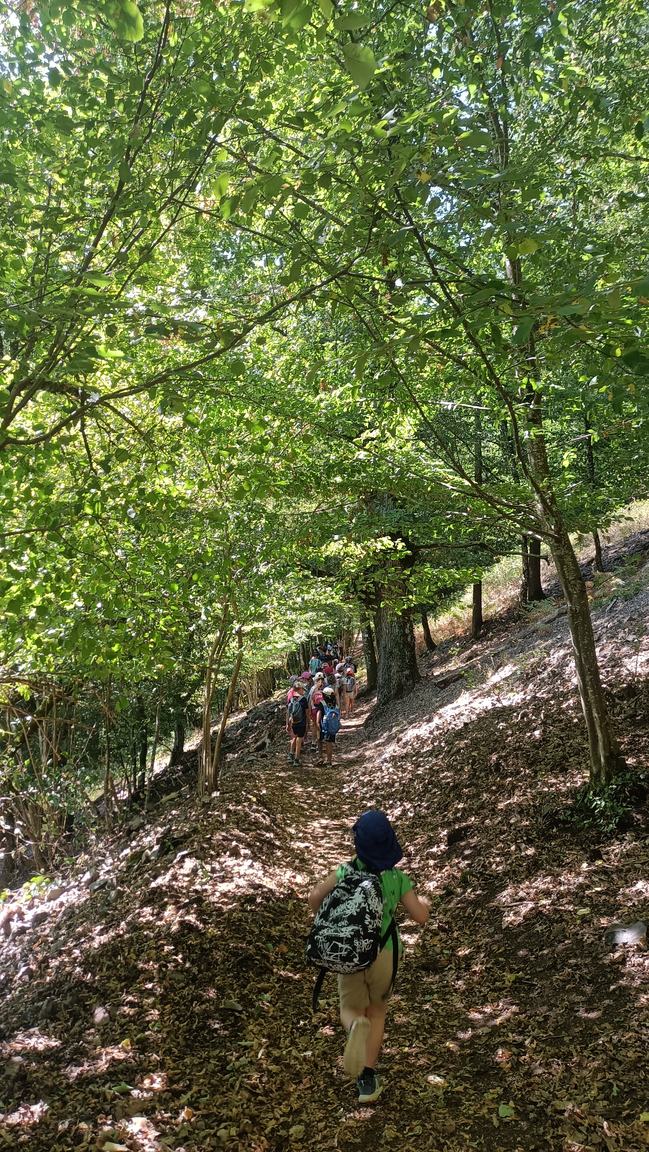 Balade et immersion en forêt